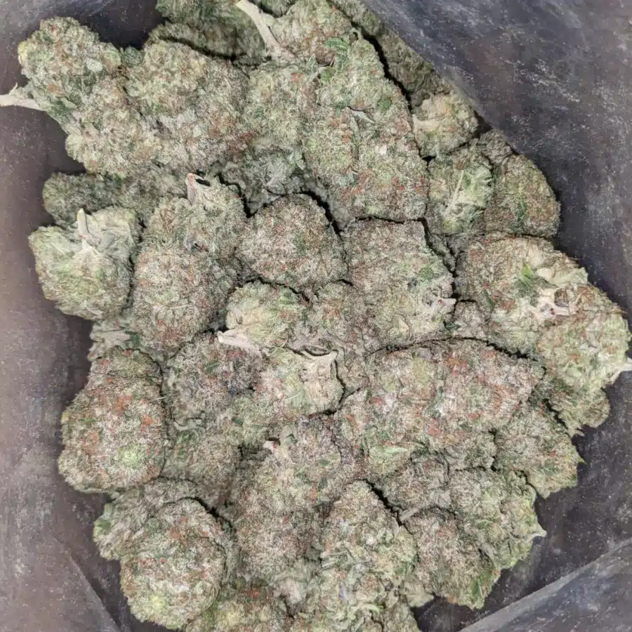 Pink Rozay 2 I Pink Rozay