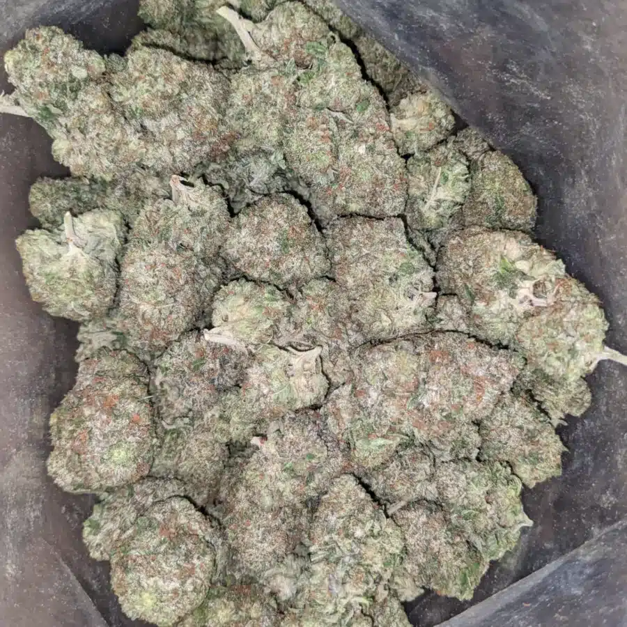 Pink Rozay 3 I Pink Rozay
