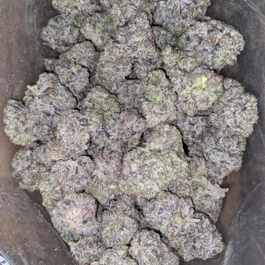 Platinum Pink 2 I Platinum Pink