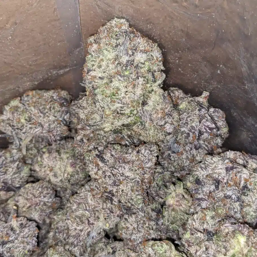 Platinum Pink 3 I Platinum Pink