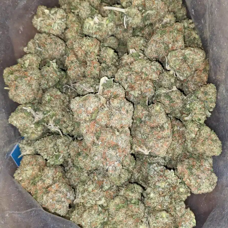 Stinky pink 1 I Stinky Pink