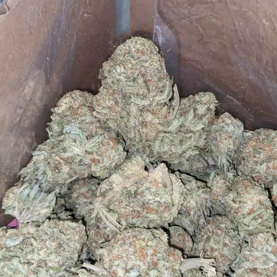 Sugar cookies 2 1 I Ghost Cookies