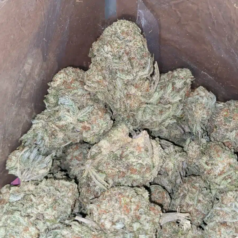 Sugar cookies 3 1 I Ghost Cookies