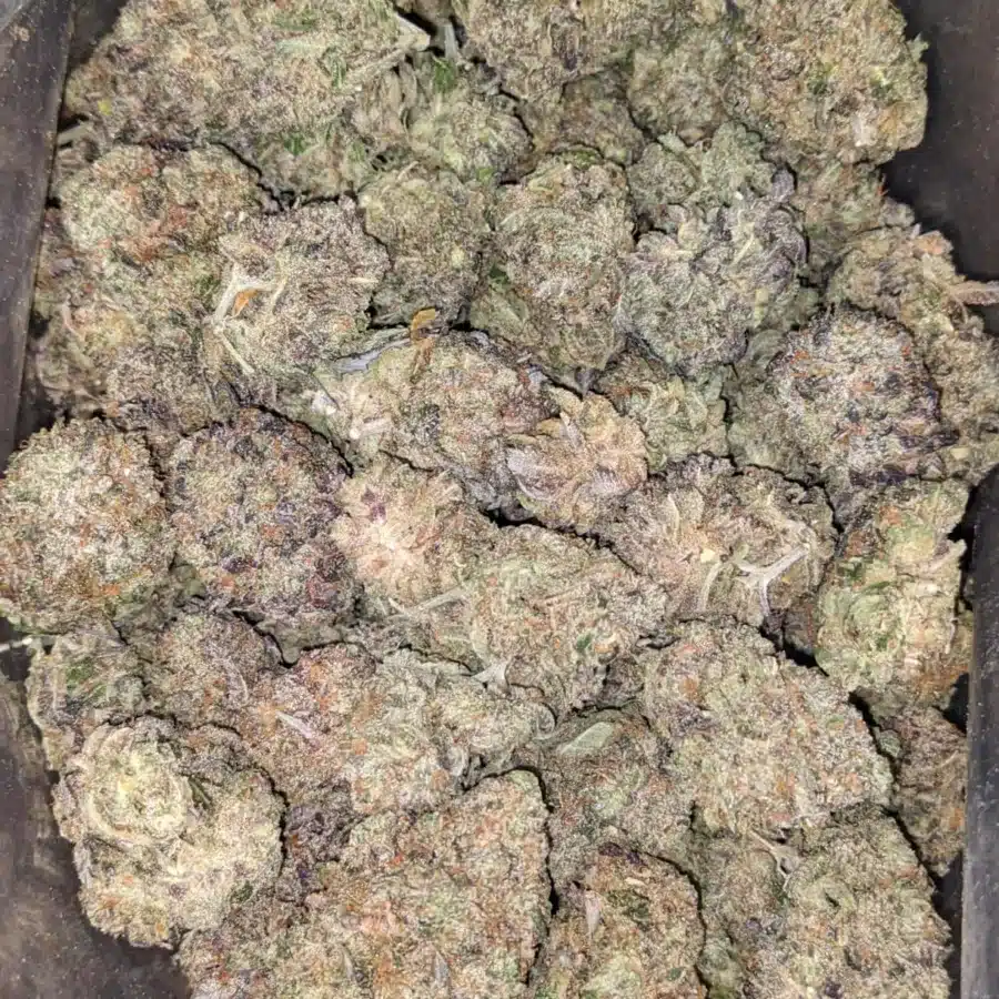 Tuna Kush AAA 1 I Gobstopper