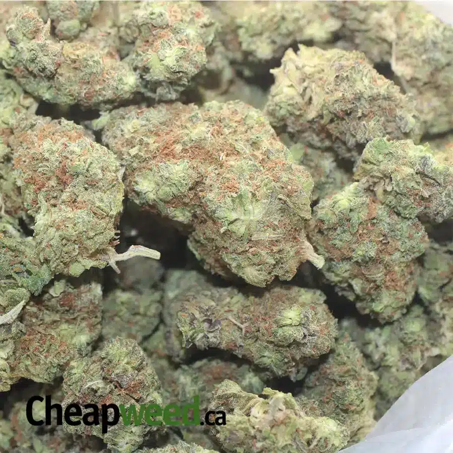 WOODY KUSH 1 I Woody Kush