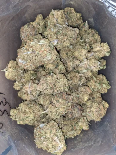 $ 42 Oz - Cougar Piss (1) 42 Oz Cougar Piss 1 I Legacy