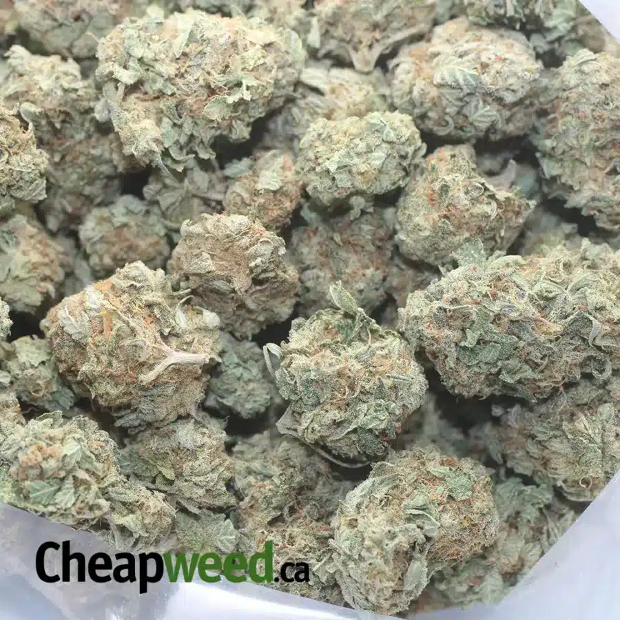 BERRY WHITE 1 I Berry White