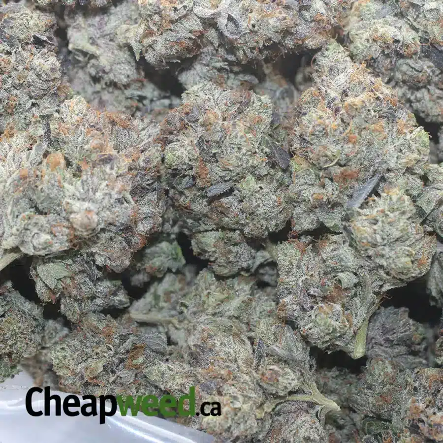 BLACK GAS BUBBA 1 I Black Gas Bubba