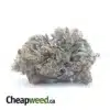 Black Gas Bubba
