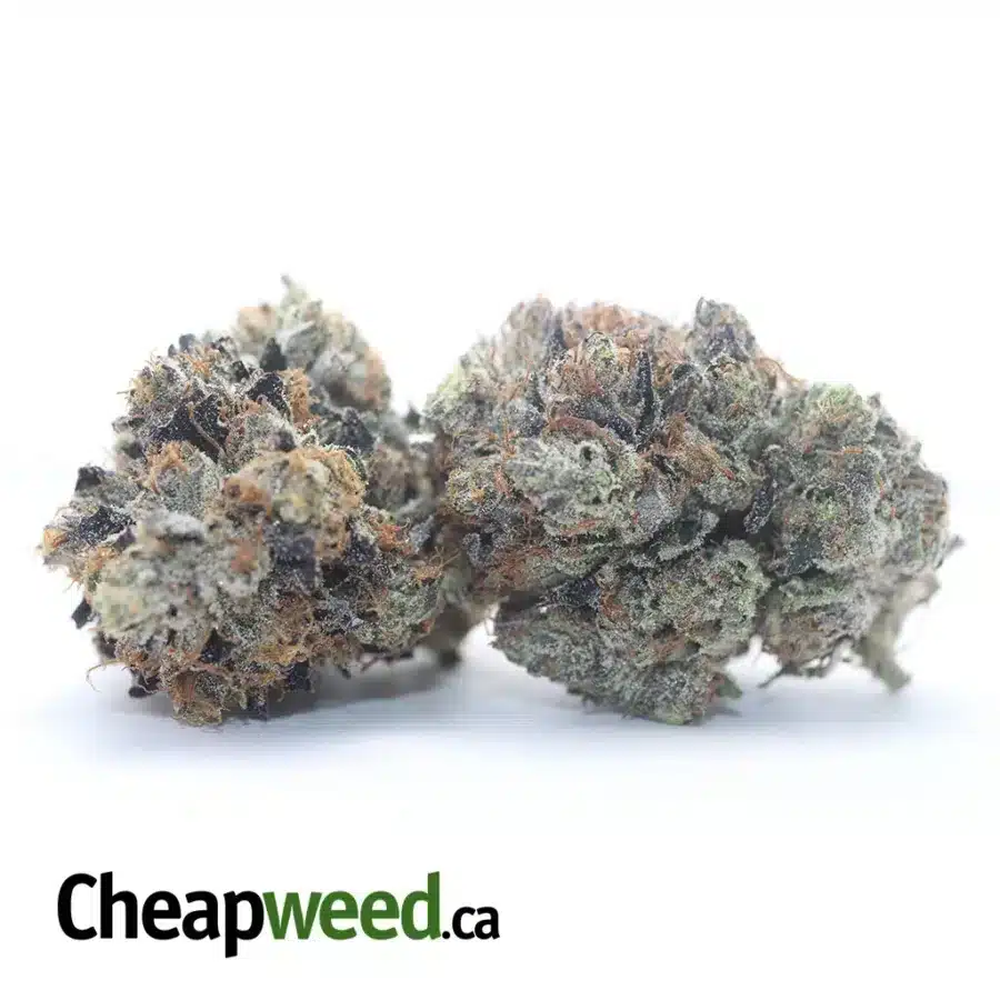 Alternative view of Black Gas Bubba