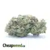 $ 43 Oz - Dream Queen