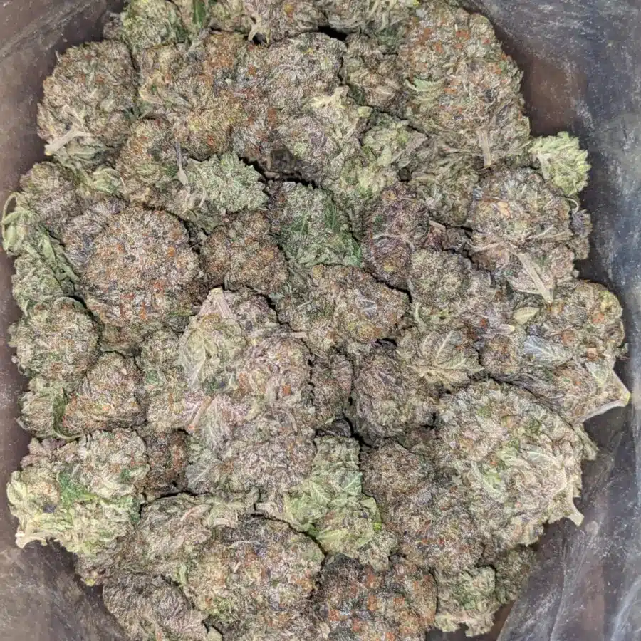 El chapo 2 I El Chapo