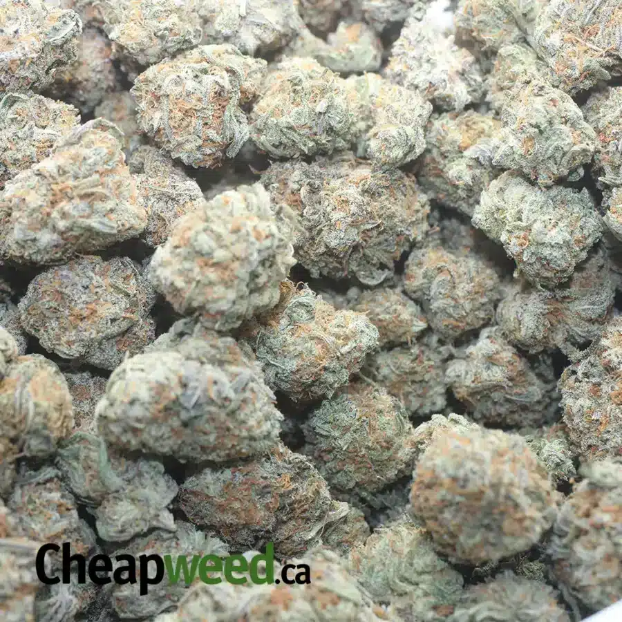 FORTUNE COOKIES 1 I $ 45 Oz - Fortune Cookies