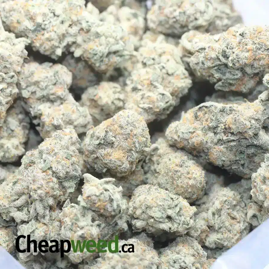 GHOST TRAIN HAZE 1 I Ghost Train Haze
