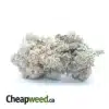 GMO Cookies Bulk Special