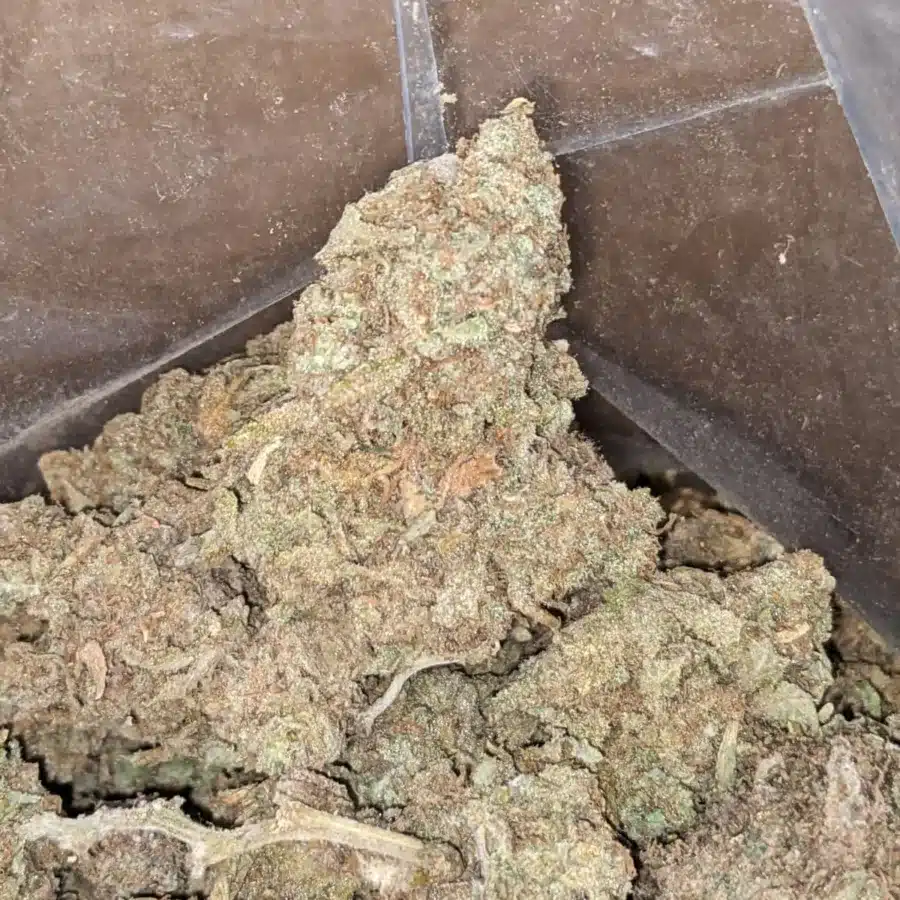 GMO Cookies Bulk Special 2 I GMO Cookies Bulk Special