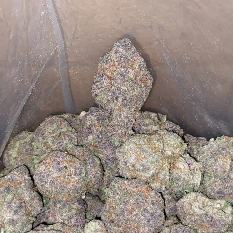 Grape Ape 3 1 I Grape Ape