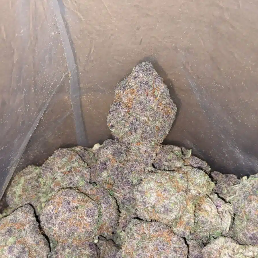 Grape Ape 4 I Grape Ape