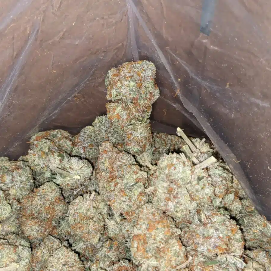 Grapefruit 3 1 I Grapefruit