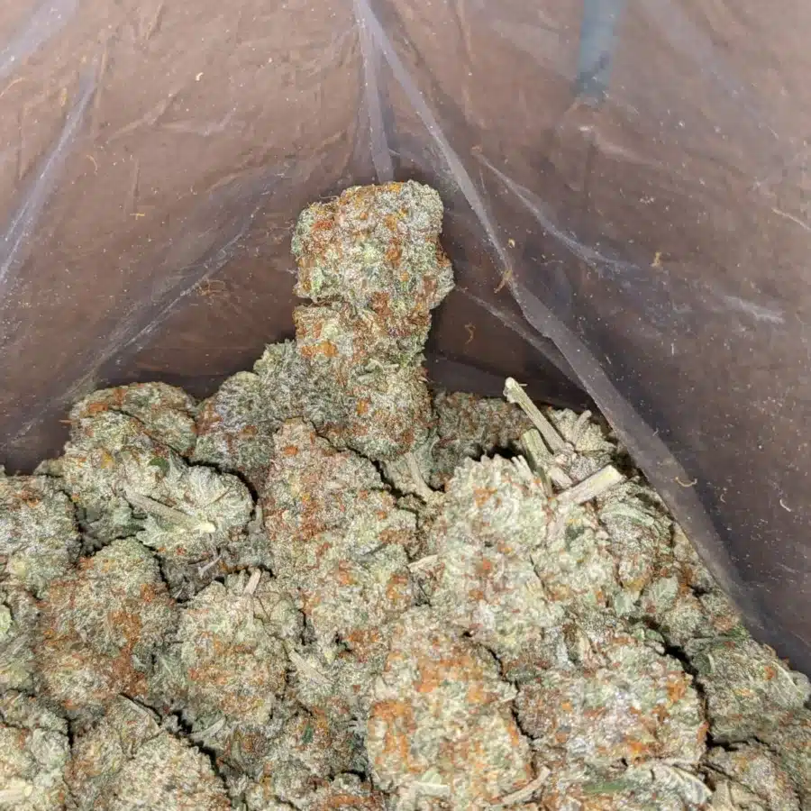 Grapefruit 4 I Grapefruit