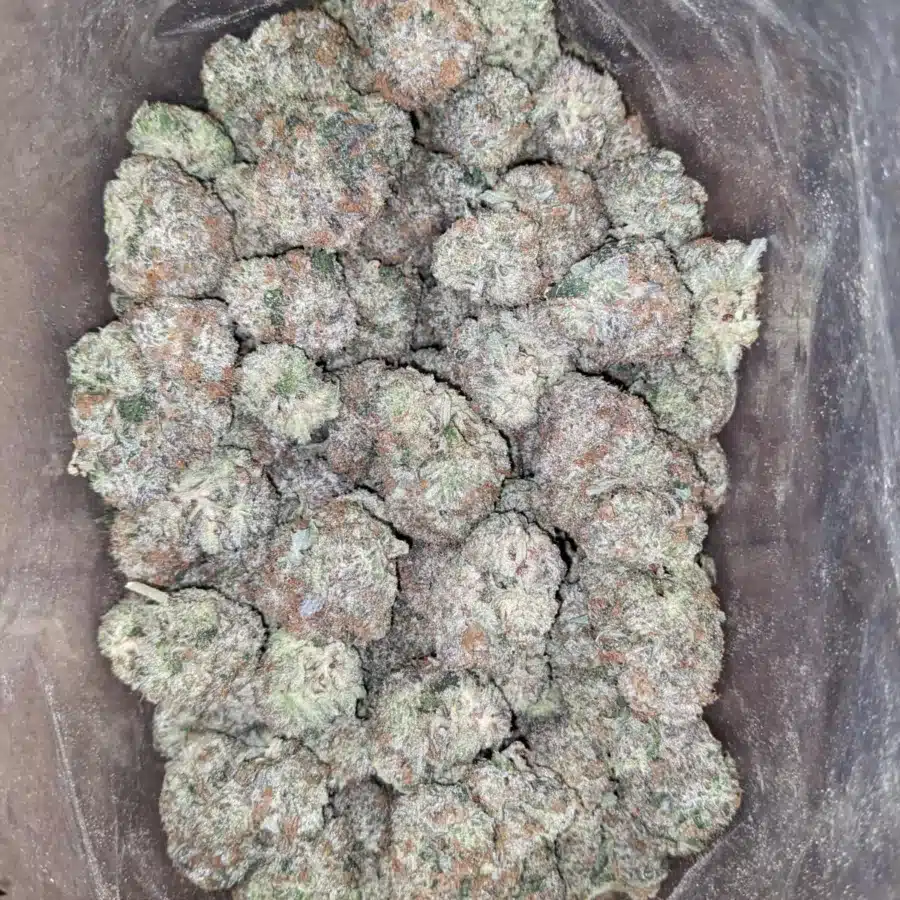 Hippie crippler 1 I Hippie Crippler