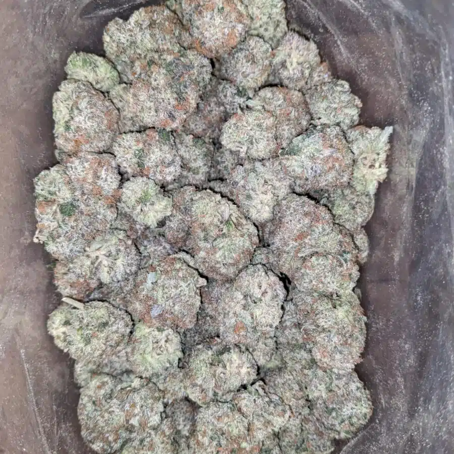 Hippie crippler 2 I Hippie Crippler