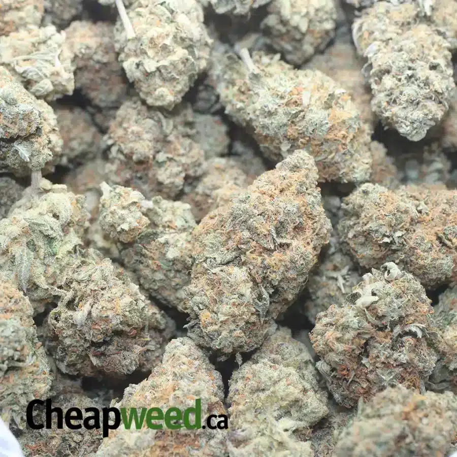 JACK HERER 1 I $ 45 Oz - Jack Herer