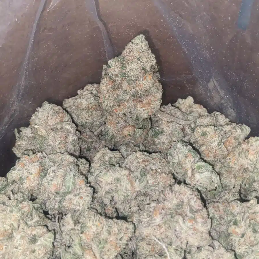 Jack Herer 1 1 I $ 57 Oz - Jack Herer