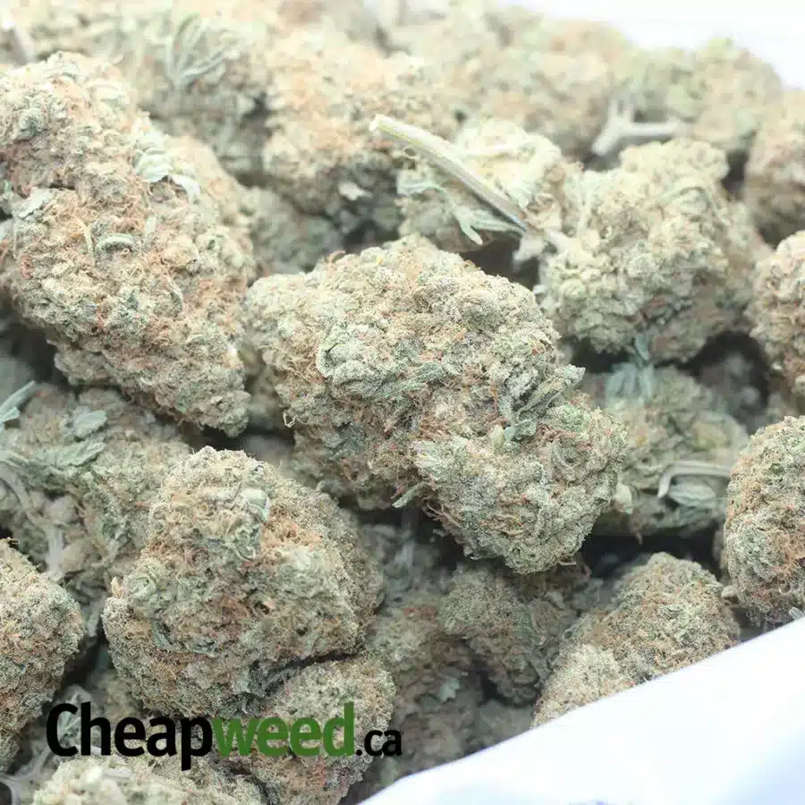 MAUI WOWIE 1 I Maui Wowie