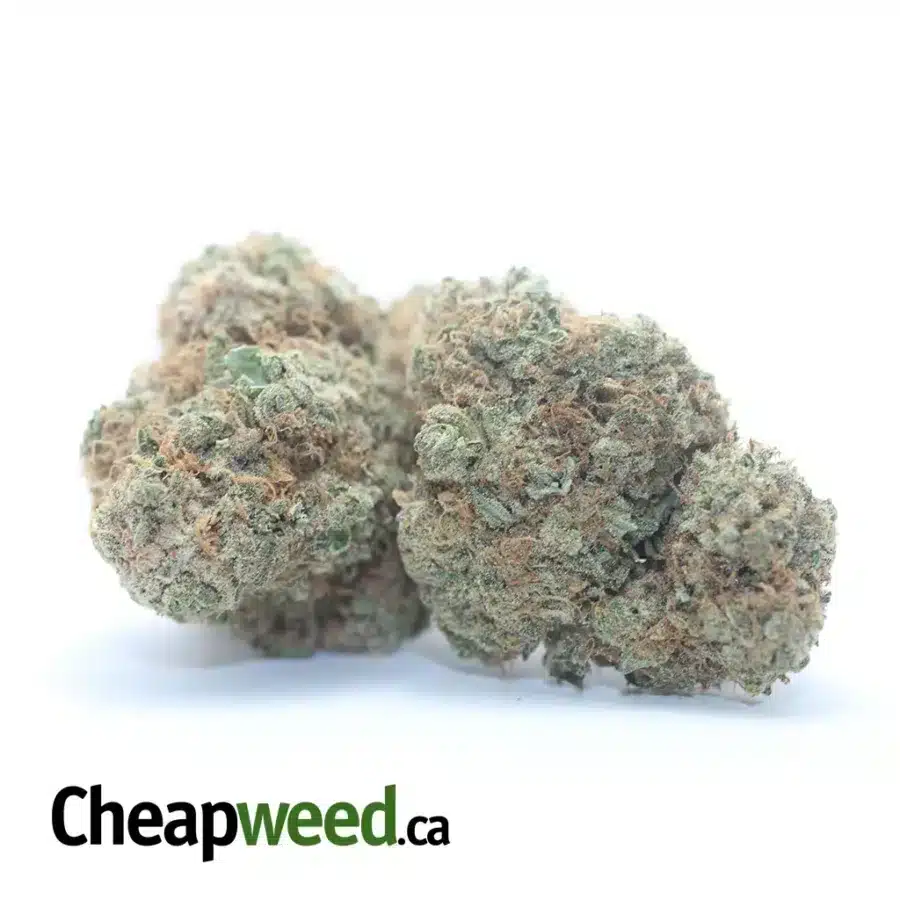 MAUI WOWIE 3 I Maui Wowie