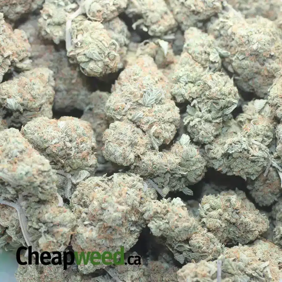 MEATH BREATH 1 I Meat Breath