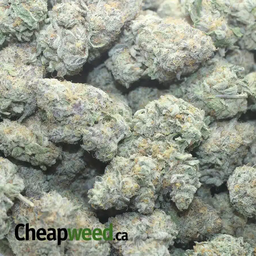 MIDNIGHT GRAPE 1 I Midnight Grape