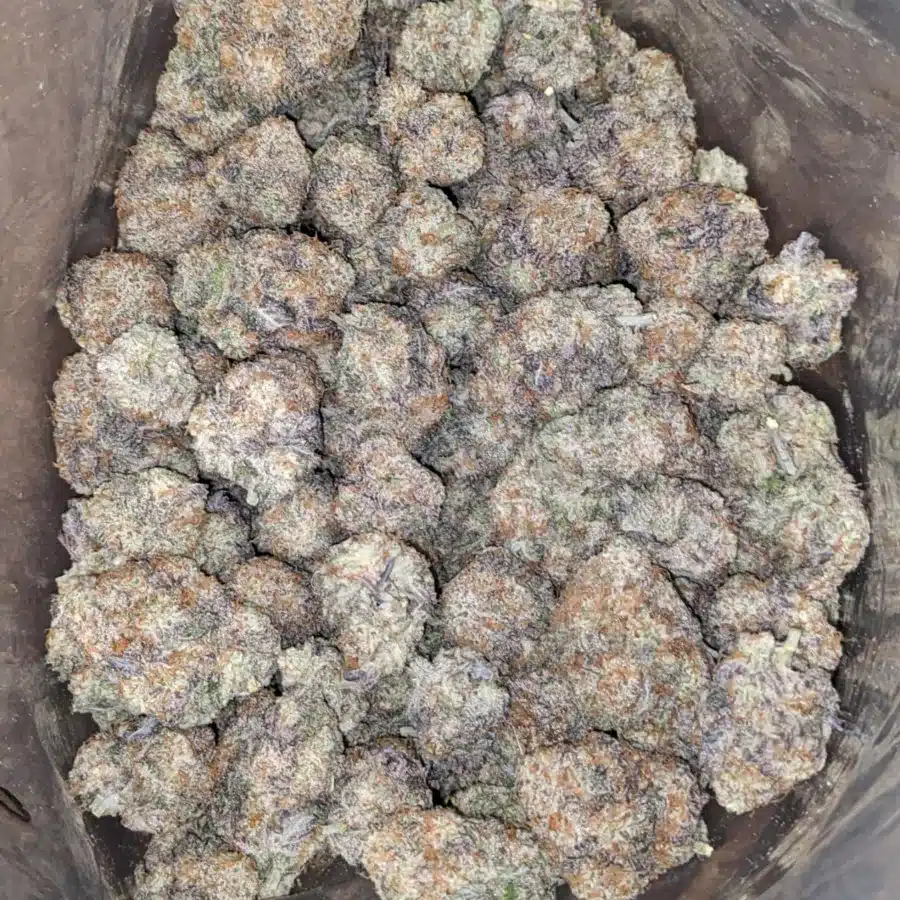Mac 10 X Gmo Cookies AAA 4 I $ 62 Oz - Mac 10 X Gmo Cookies
