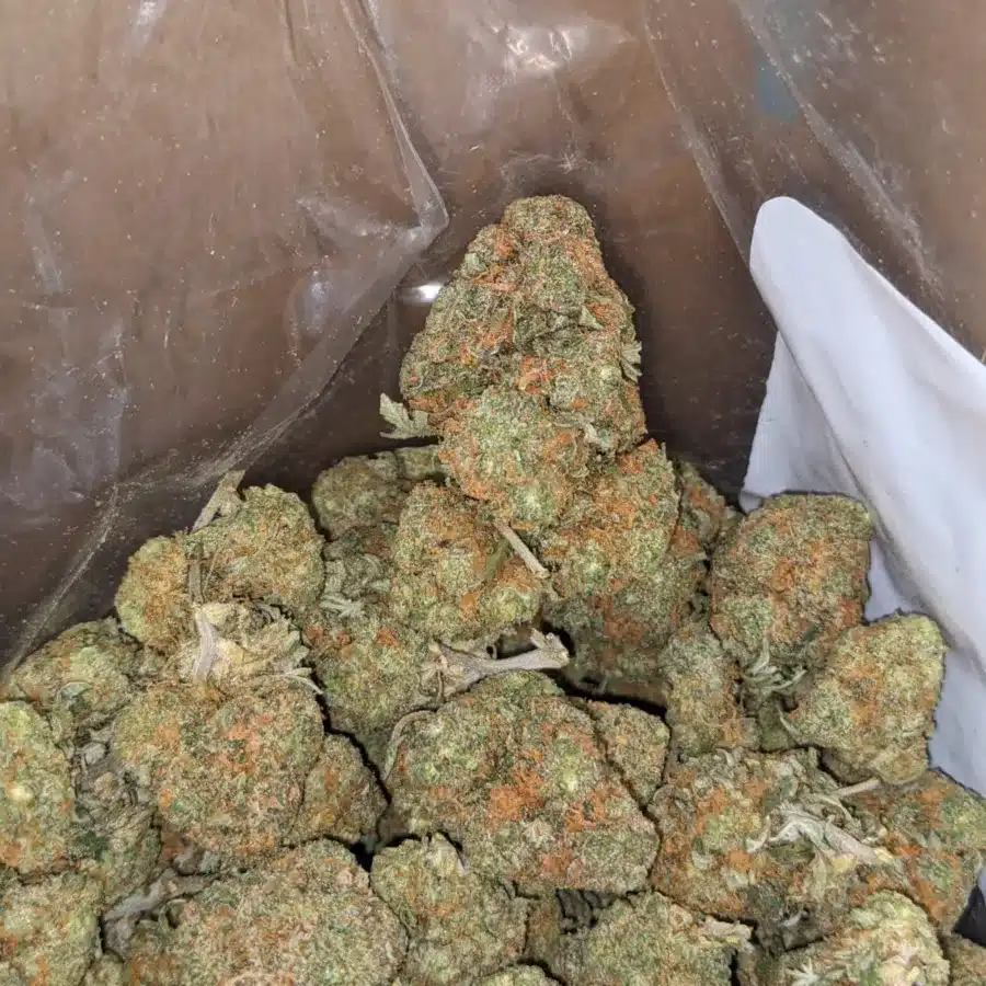 ORange Crack 4 1 I Orange Crack