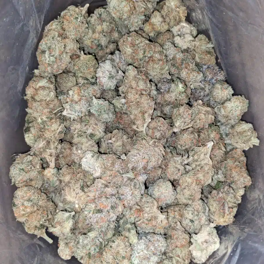Orange crack 2 I Orange Crack