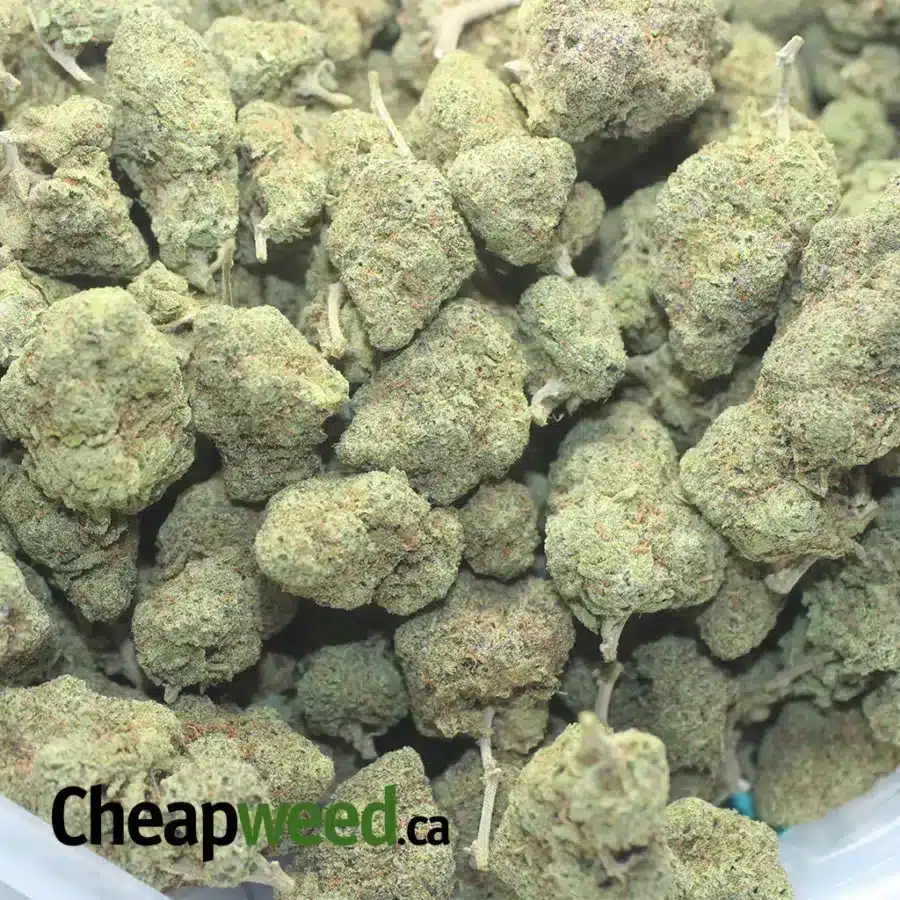 PINEAPPLE SKUNK 1 I Pineapple Skunk