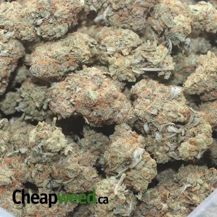 PUGS BREATH 1 I $ 45 Oz - Pugs Breath