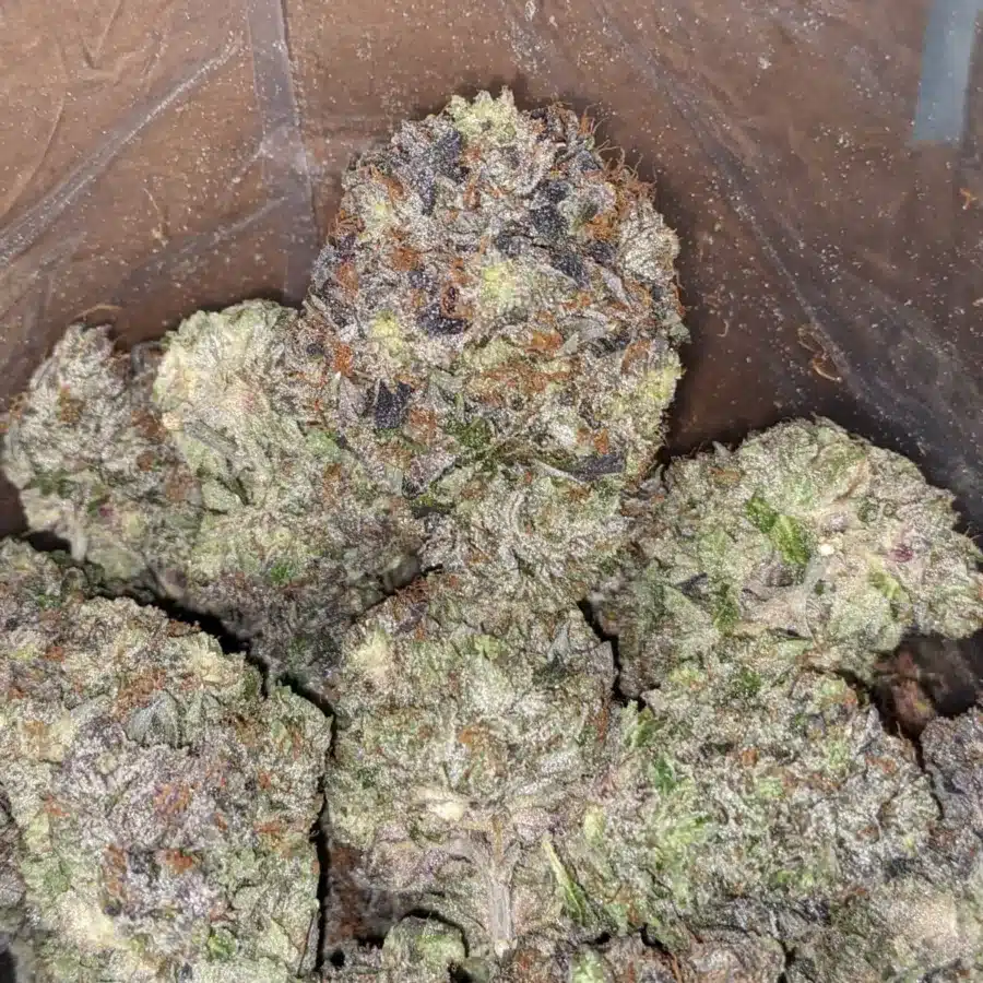 PURPLE HINDU 1 I Purple Hindu Kush