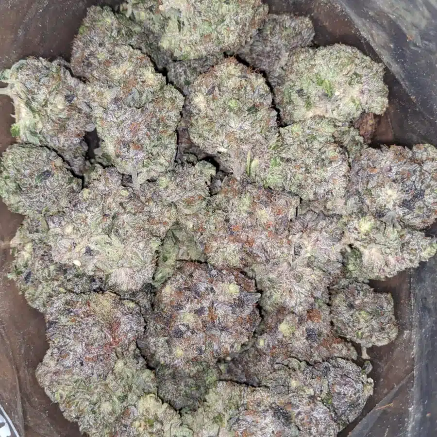 PURPLE HINDU 2 I Purple Hindu Kush