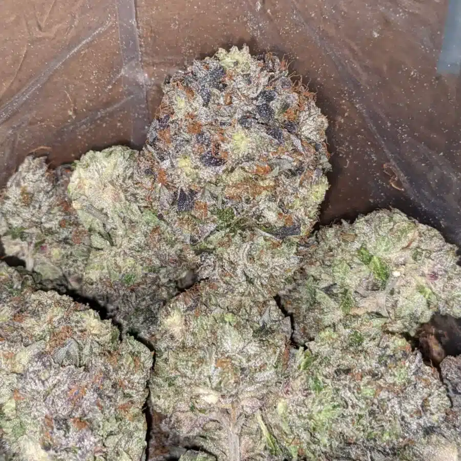 PURPLE HINDU 3 I Purple Hindu Kush