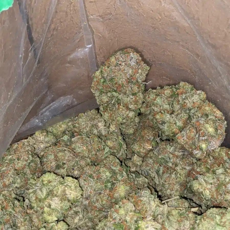 Pink ChemDawg 1 I Pink Chemdawg