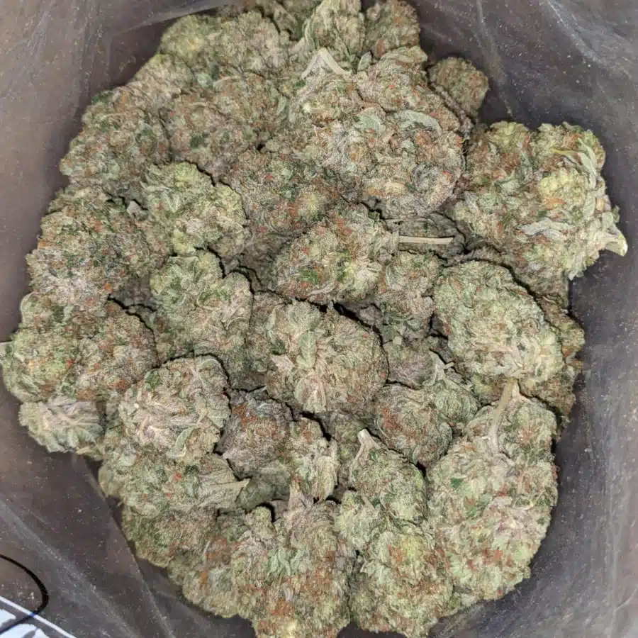 Pink ChemDawg 3 I Pink Chemdawg