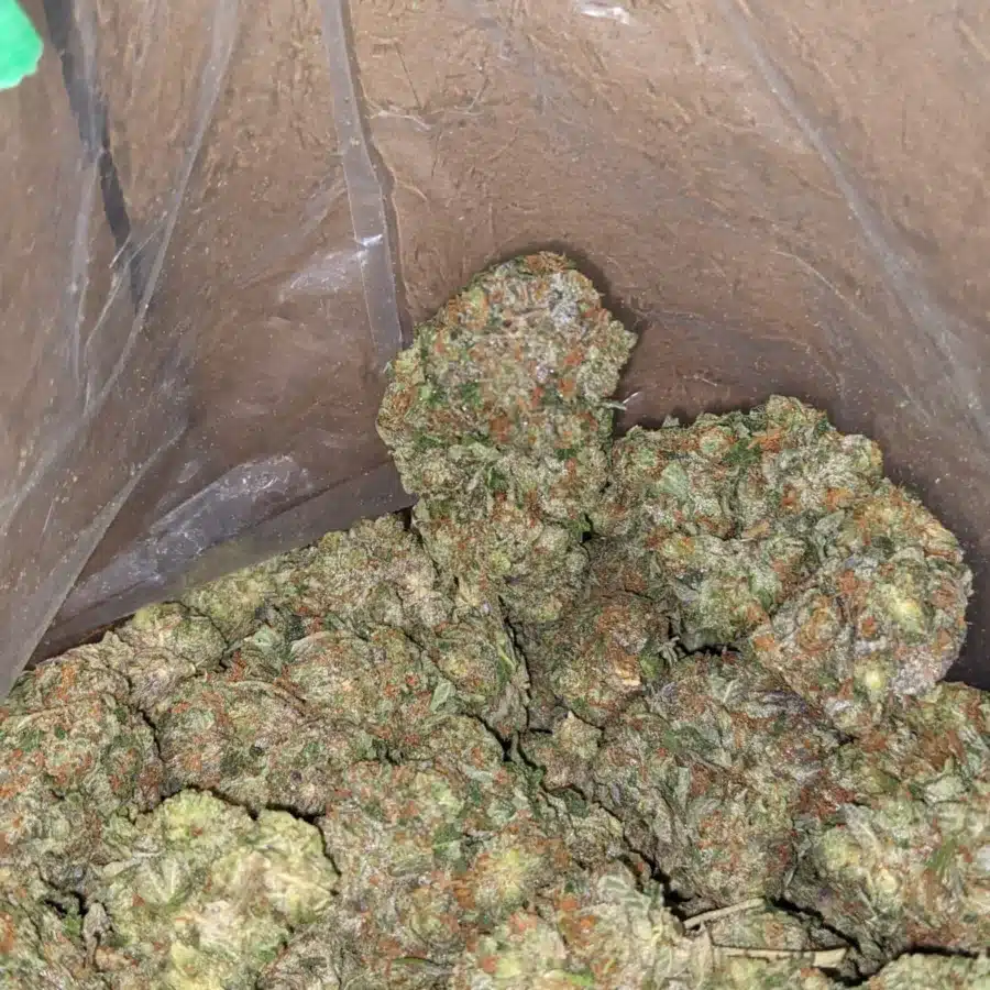 Pink ChemDawg 4 I Pink Chemdawg