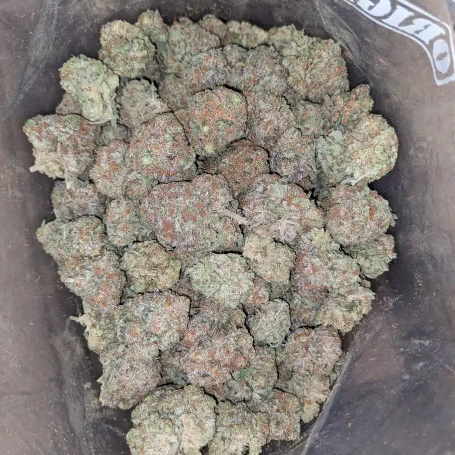 Pugs breath 1 1 I Pugs Breath