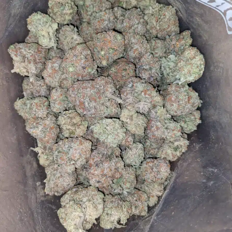 Pugs breath 2 1 I Pugs Breath