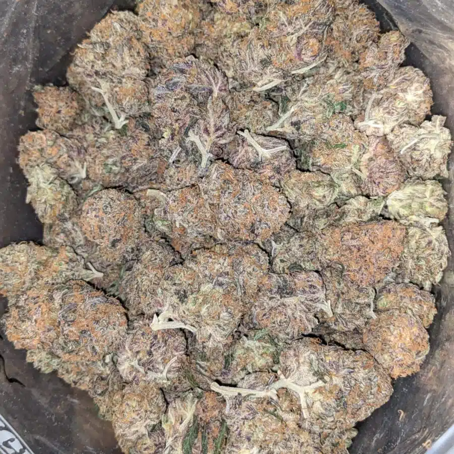 Alternative view of Purple Amnesia