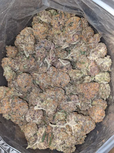 Purple Amnesia 3 1 I Legacy