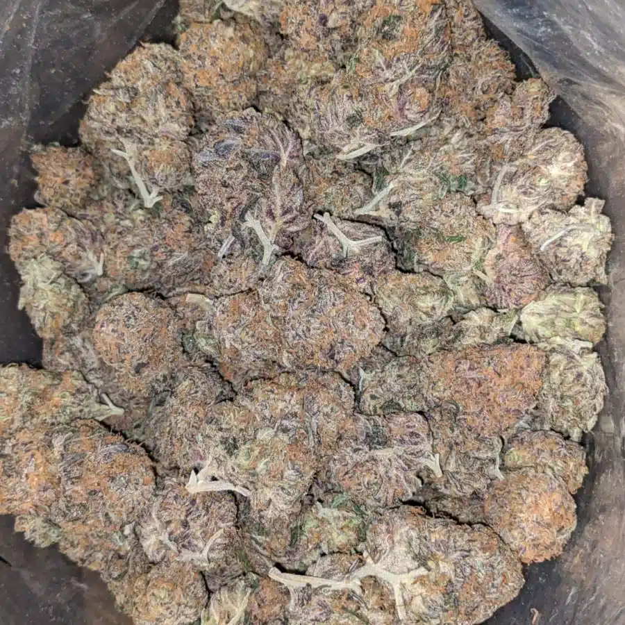Purple Amnesia