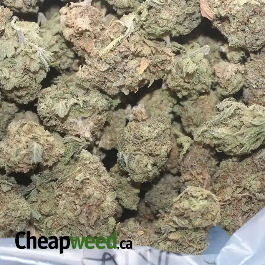 SOUR KUSH BS 1 I Sour Kush Bulk Special