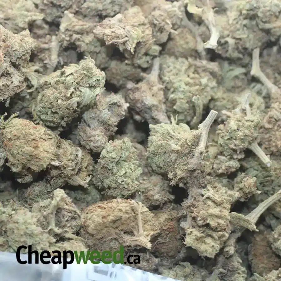 SWEET DIESEL BS 1 I Sweet Diesel